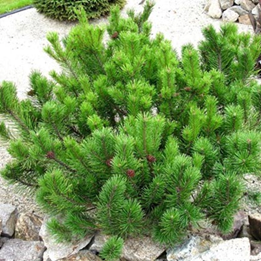    Pinus mugo Mugus